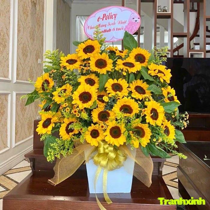 ảnh hoa hướng dương chất lượng cao