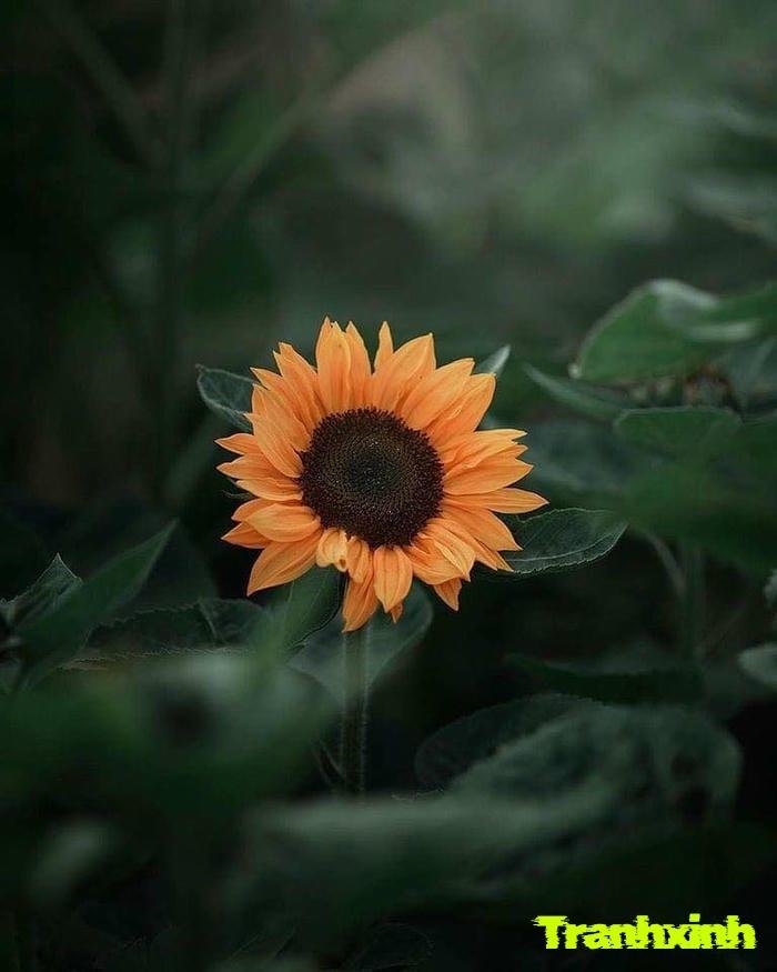 ảnh hoa hướng dương chụp macro