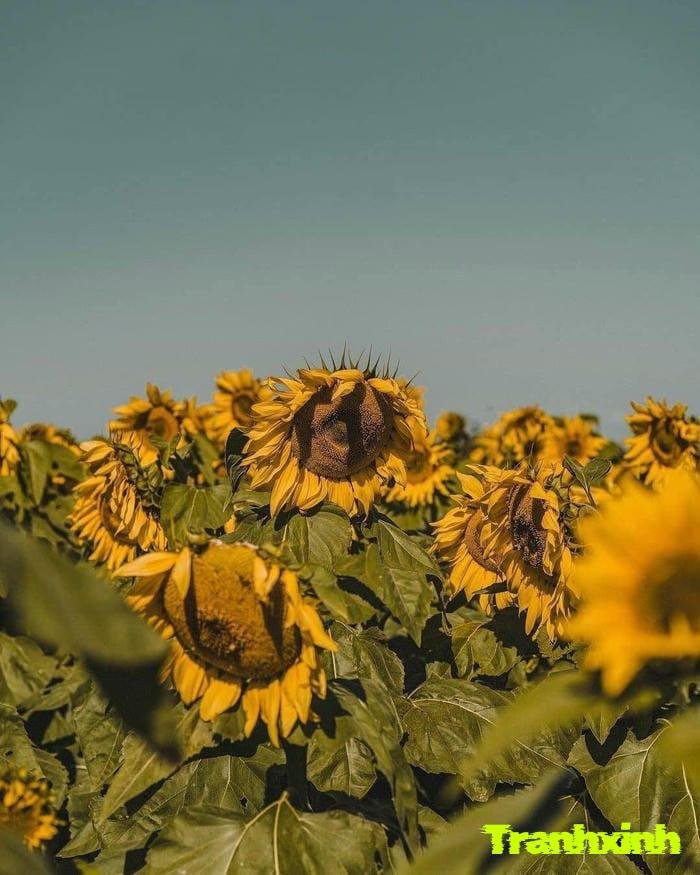 ảnh hoa hướng dương đẹp nhất