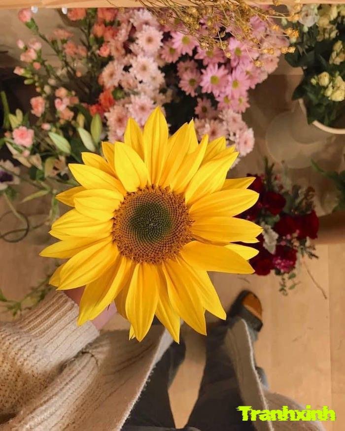 ảnh hoa hướng dương đẹp rực rỡ