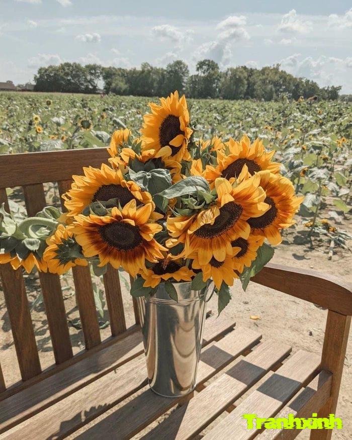 ảnh hoa hướng dương đơn giản