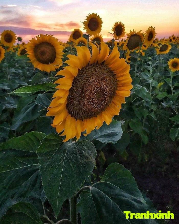 ảnh hoa hướng dương lãng mạn