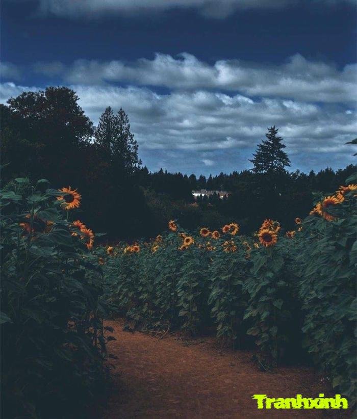 ảnh hoa hướng dương nghệ thuật