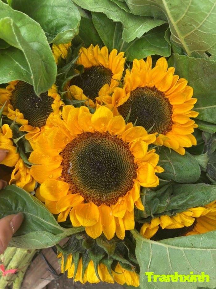 ảnh hoa hướng dương