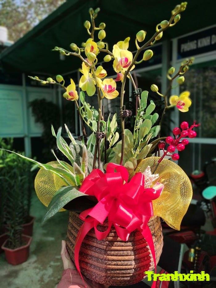 ảnh hoa lan chất lượng cao