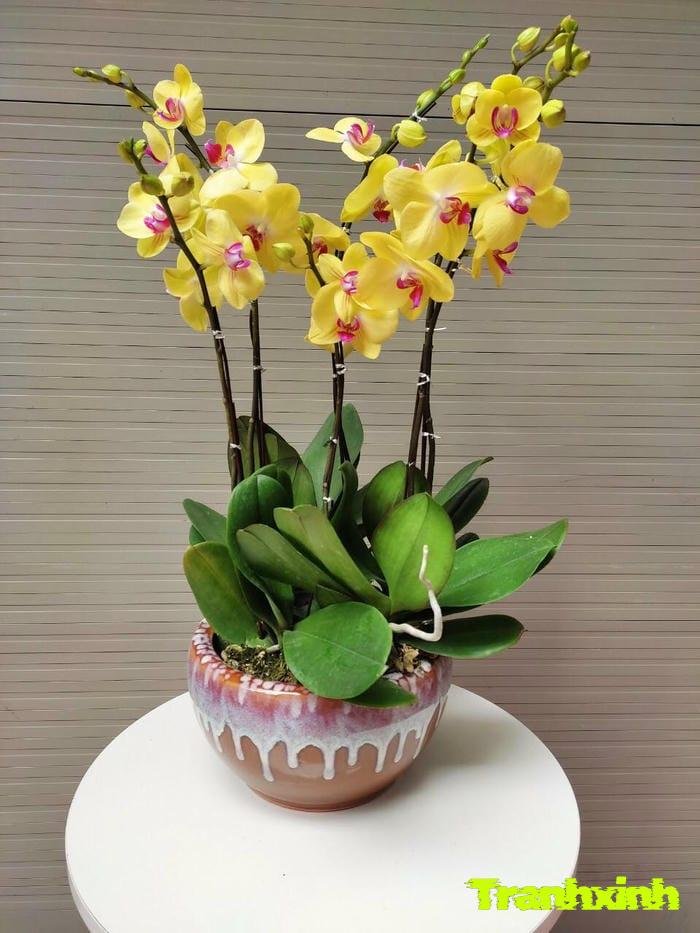 ảnh hoa lan hồ điệp vàng