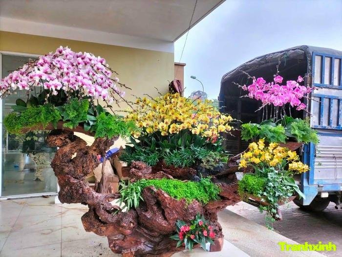 ảnh hoa lan kiểu vintage