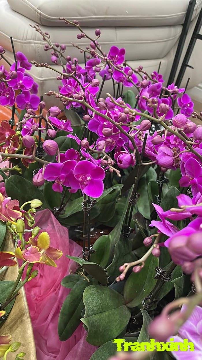 ảnh hoa lan màu tím