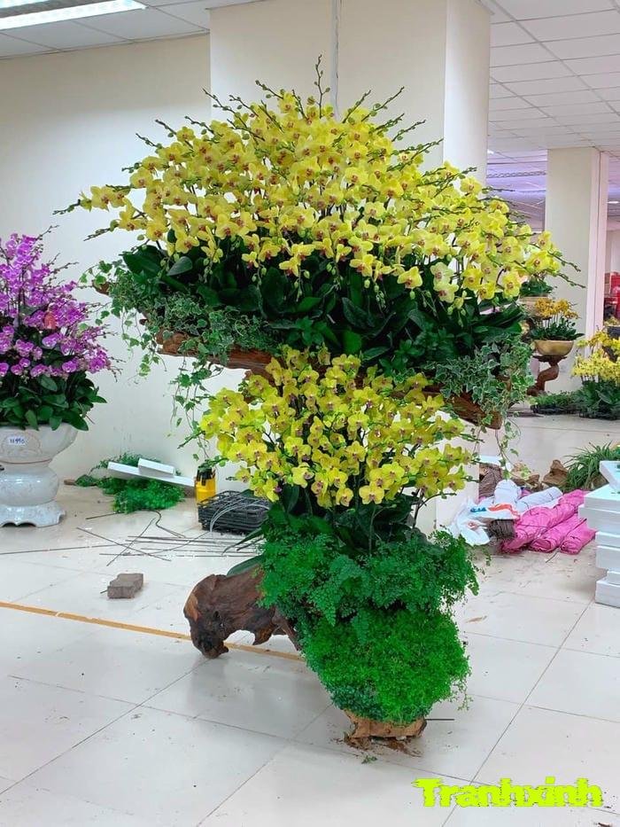 ảnh hoa lan quý hiếm