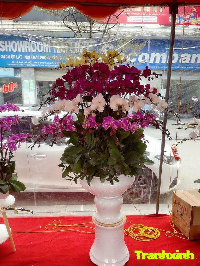 ảnh hoa lan rực rỡ