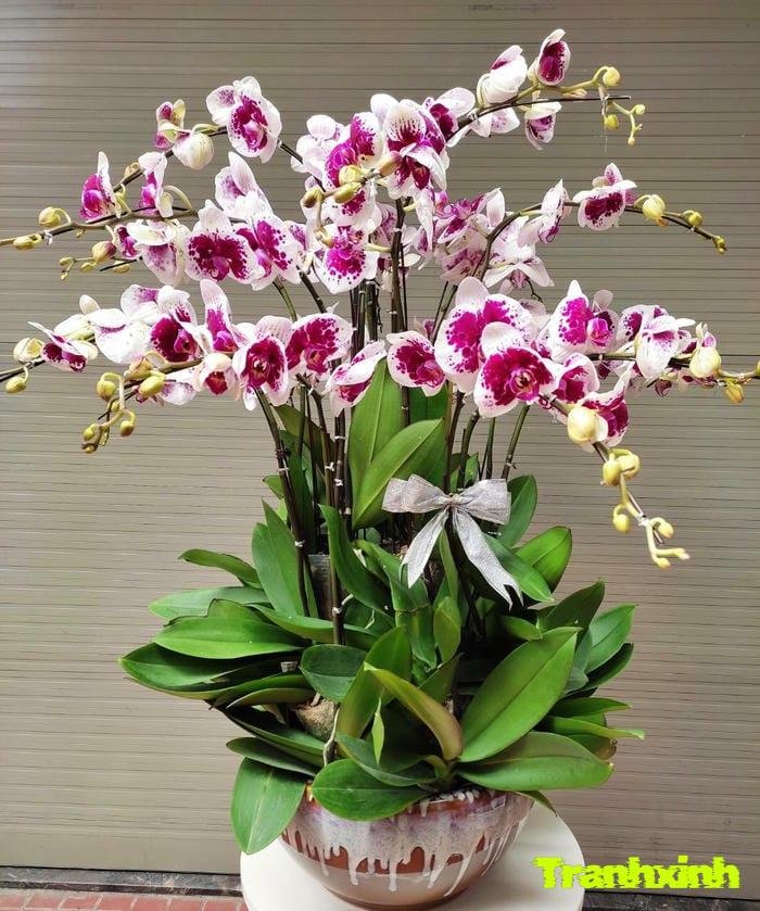 ảnh hoa lan rừng đẹp