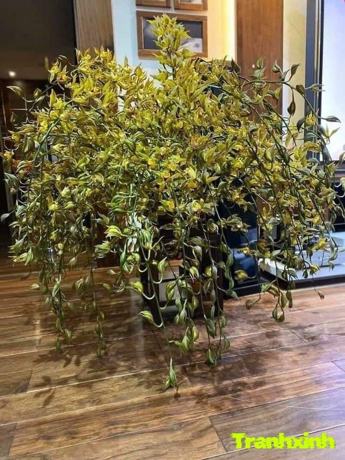 ảnh hoa lan rừng