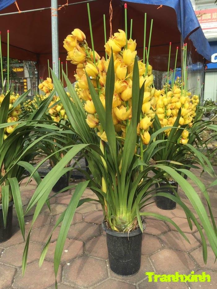 ảnh hoa lan và bóng tối