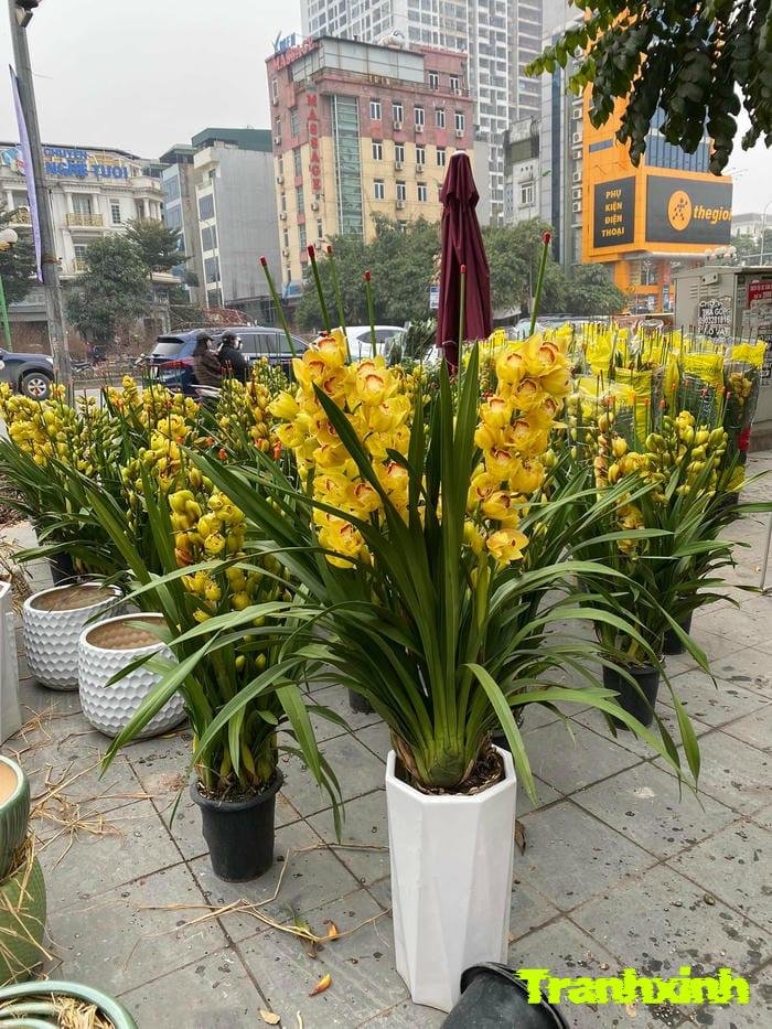 ảnh hoa lan và nắng