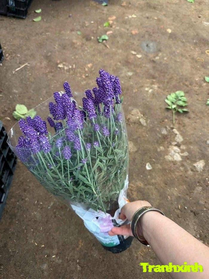 ảnh hoa lavender màu than bí ẩn