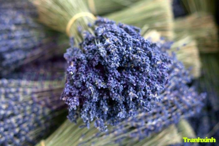 ảnh hoa lavender màu than bó