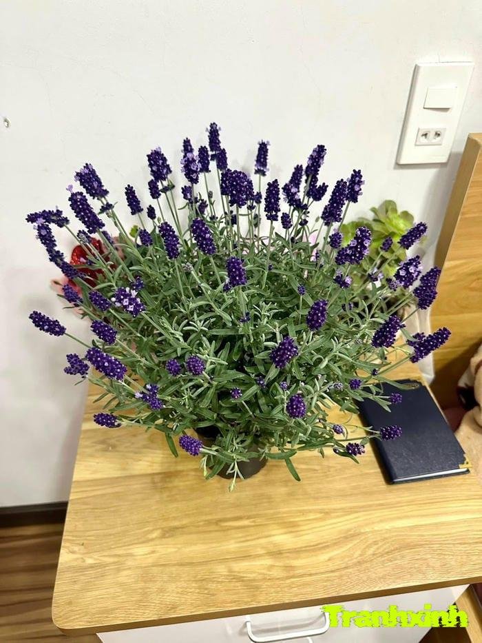 ảnh hoa lavender màu than gothic