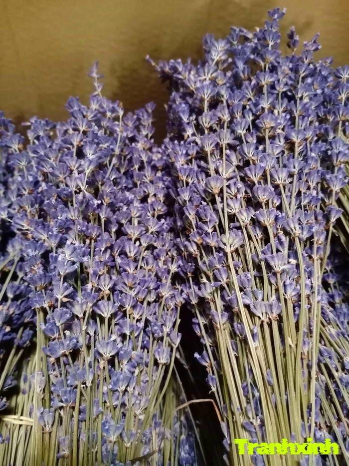 ảnh hoa lavender màu than huyền bí