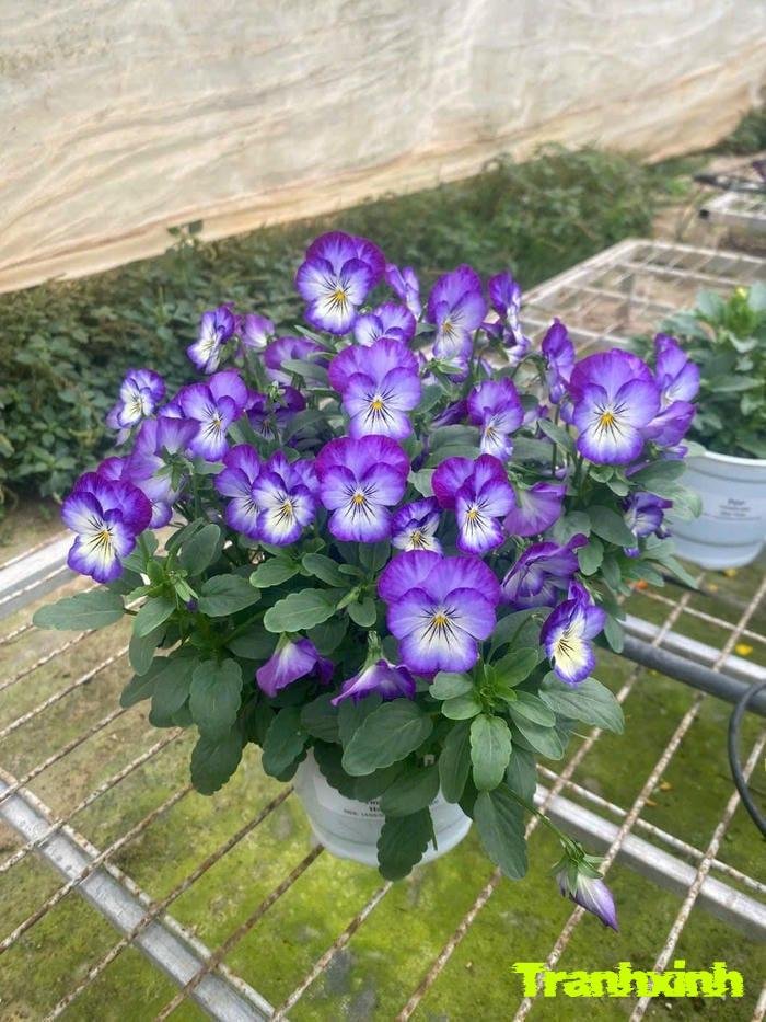 ảnh hoa lavender màu than thẩm mỹ