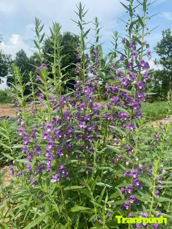 ảnh hoa lavender màu than và lá