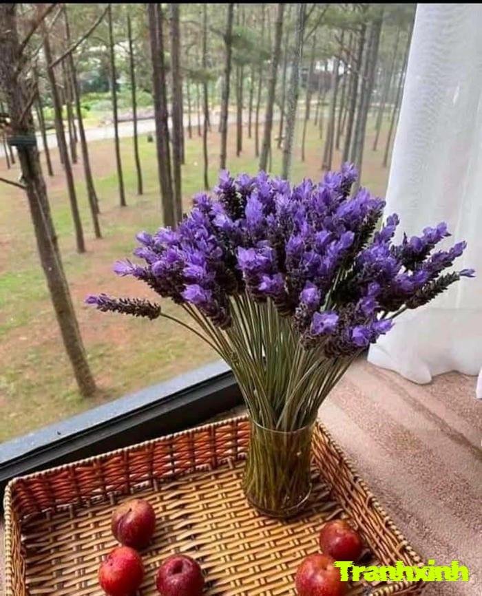 ảnh hoa lavender màu than vintage