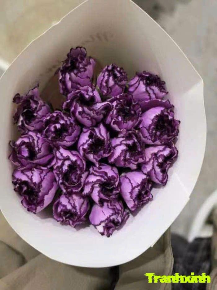 ảnh hoa lavender màu than