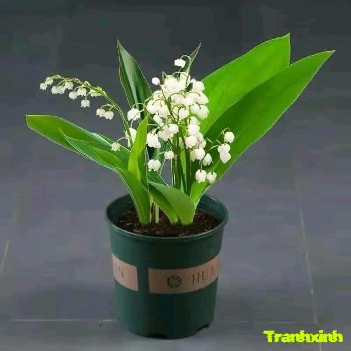 ảnh hoa linh lan buổi sáng