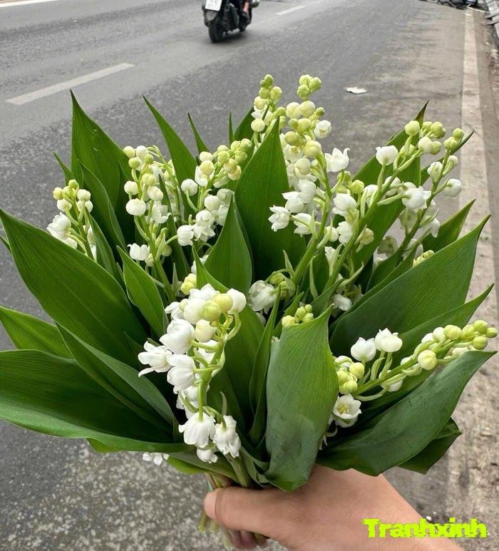 ảnh hoa linh lan chất lượng cao