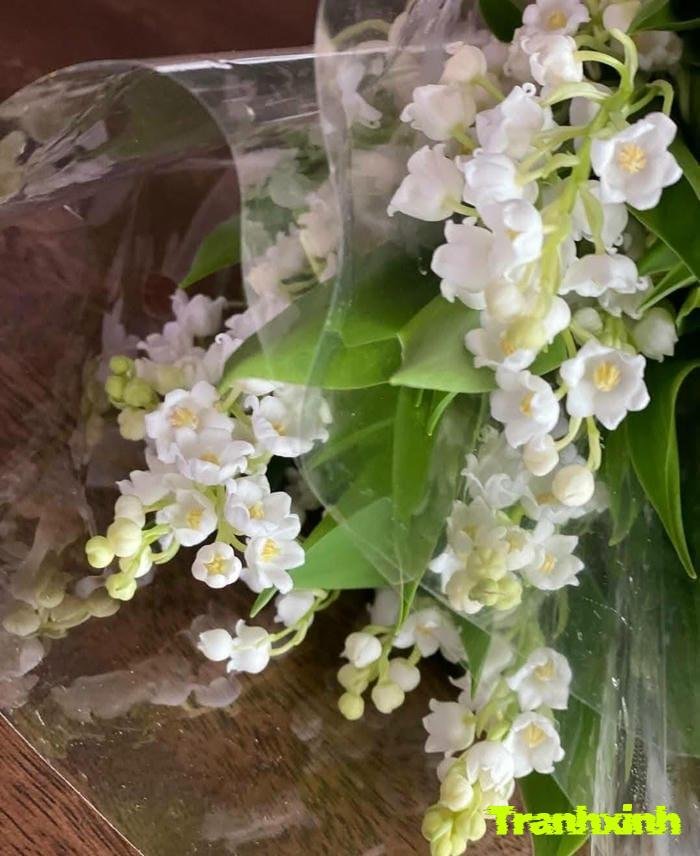 ảnh hoa linh lan cho thiết kế