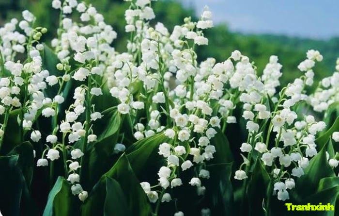 ảnh hoa linh lan chụp cận