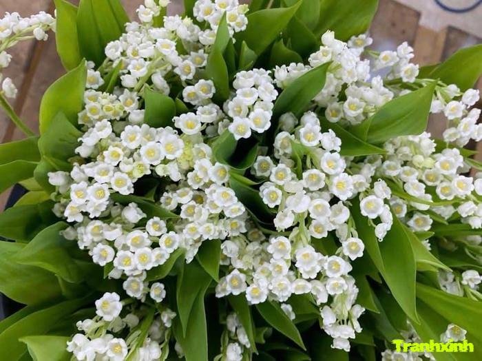 ảnh hoa linh lan chụp macro