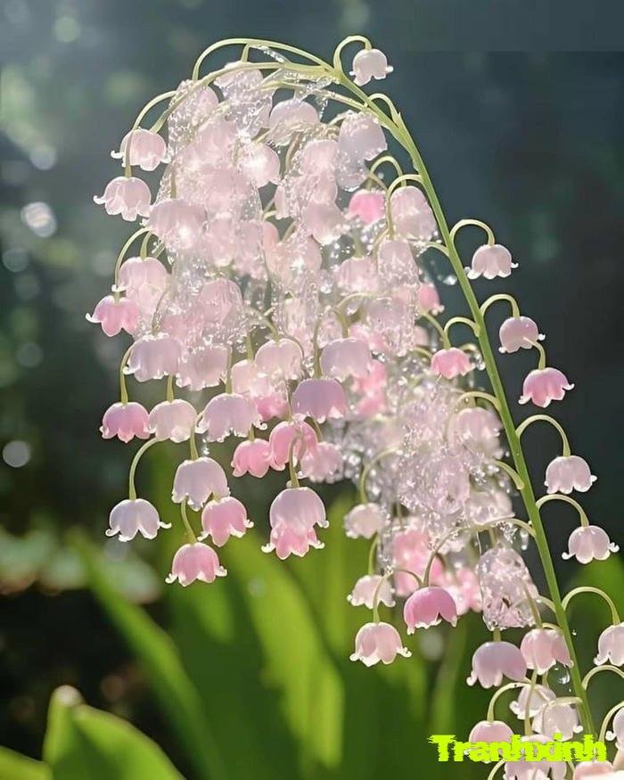 ảnh hoa linh lan đơn giản