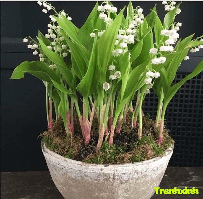 ảnh hoa linh lan nhẹ nhàng