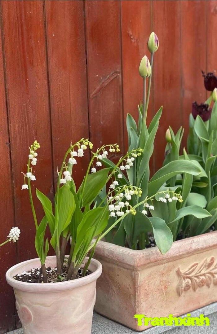 ảnh hoa linh lan thẩm mỹ