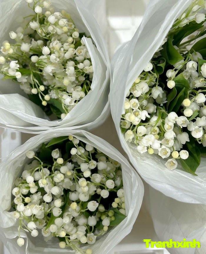 ảnh hoa linh lan tối giản