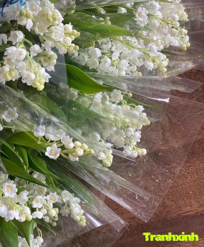 ảnh hoa linh lan và cành