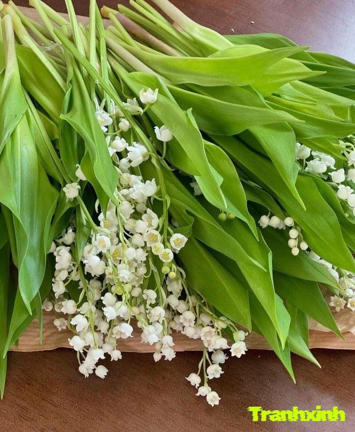 ảnh hoa linh lan và lá