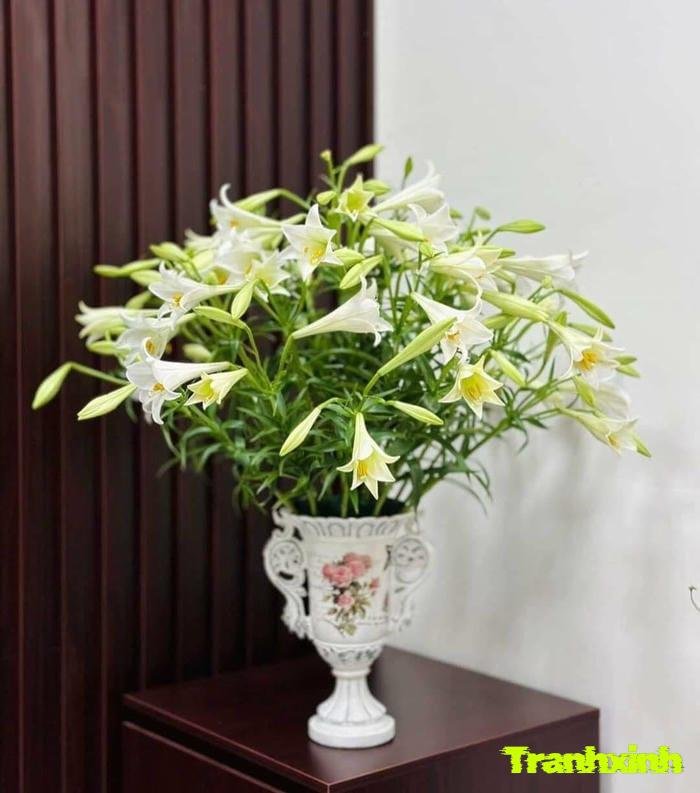 ảnh hoa loa kèn cắm bình