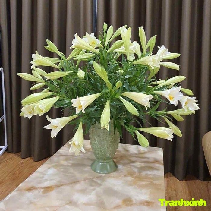 ảnh hoa loa kèn cánh trắng