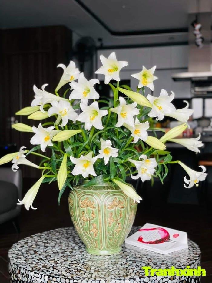 ảnh hoa loa kèn chất lượng cao