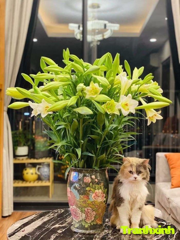 ảnh hoa loa kèn kiểu vintage