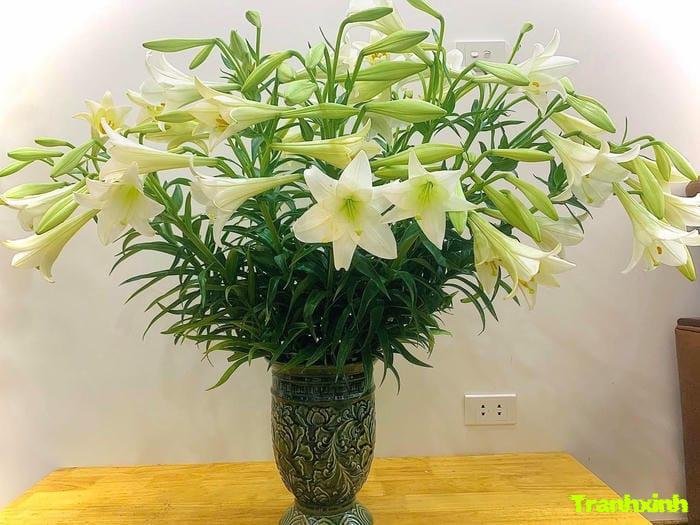 ảnh hoa loa kèn nghệ thuật