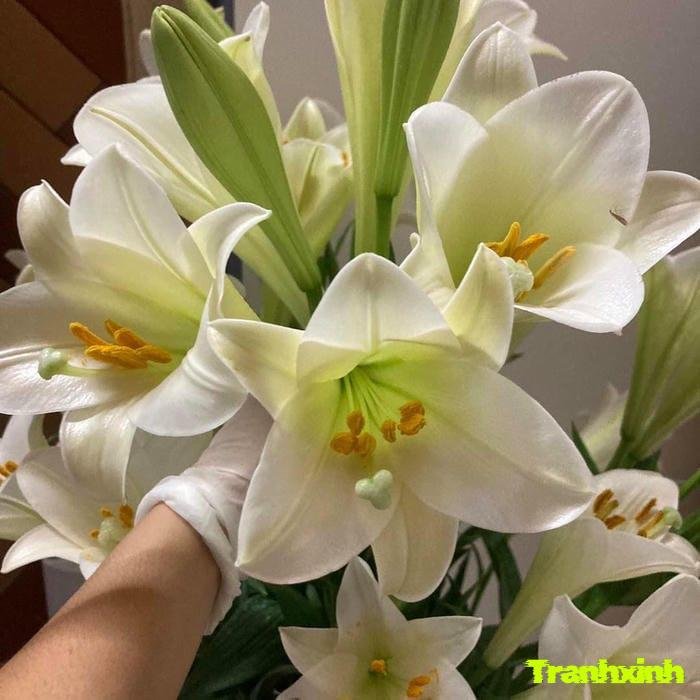 ảnh hoa loa kèn tháng tư