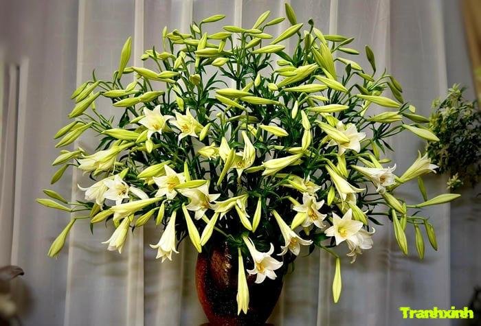 ảnh hoa loa kèn tinh khôi