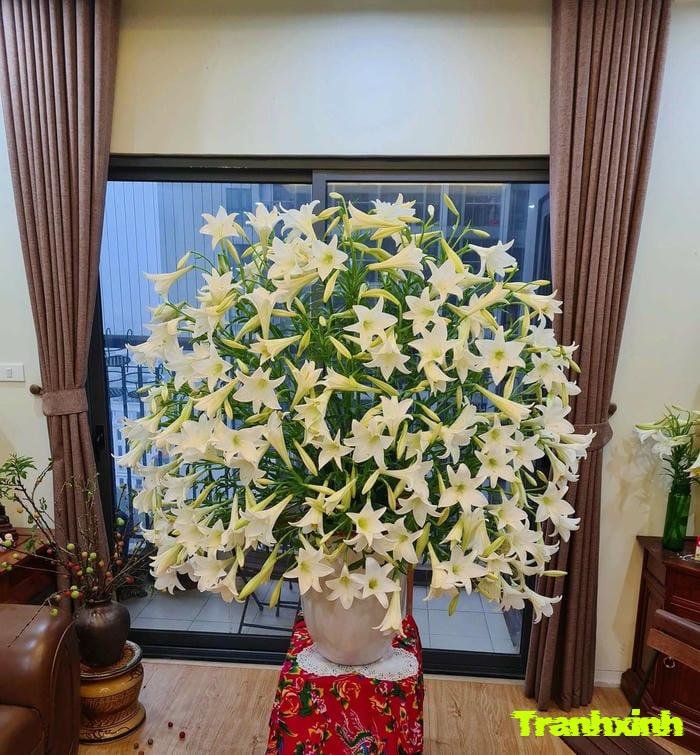 ảnh hoa loa kèn và lá