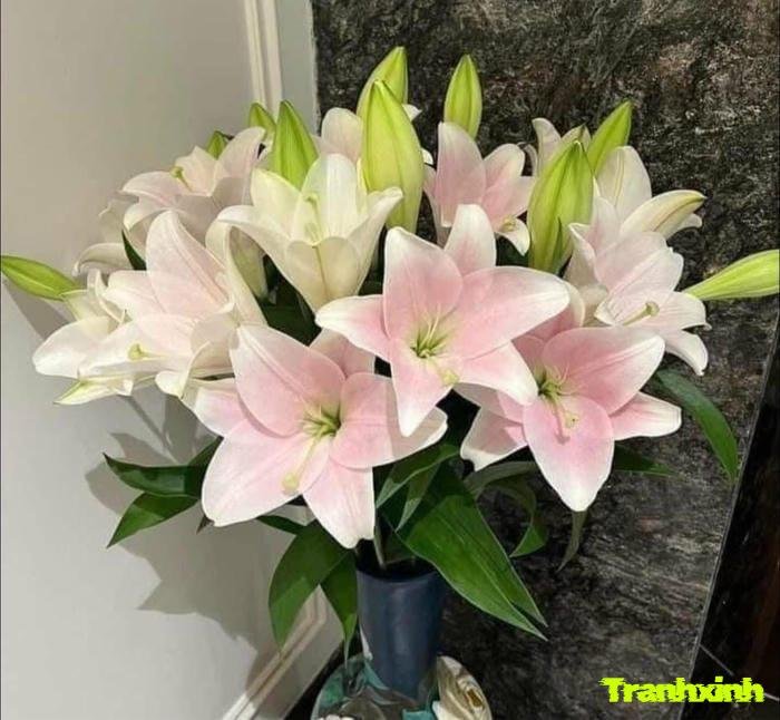 ảnh hoa loa kèn với màu sắc