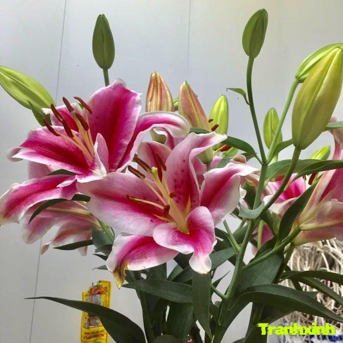 ảnh hoa ly chụp cận cảnh