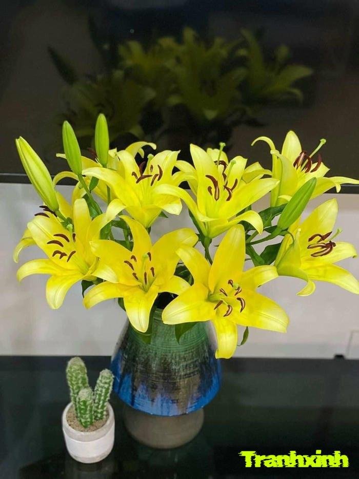 ảnh hoa ly chụp studio