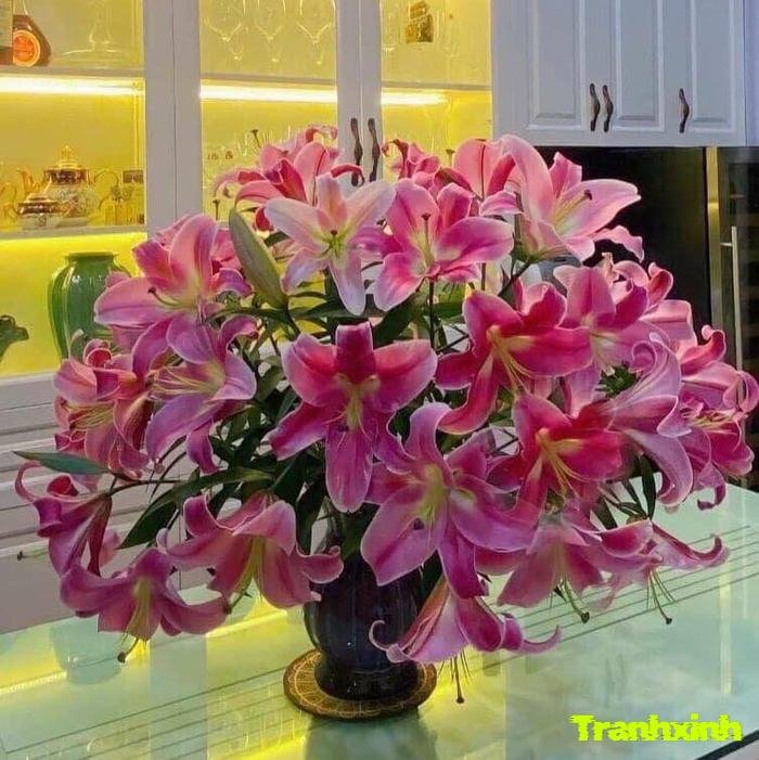 ảnh hoa ly nở rộ