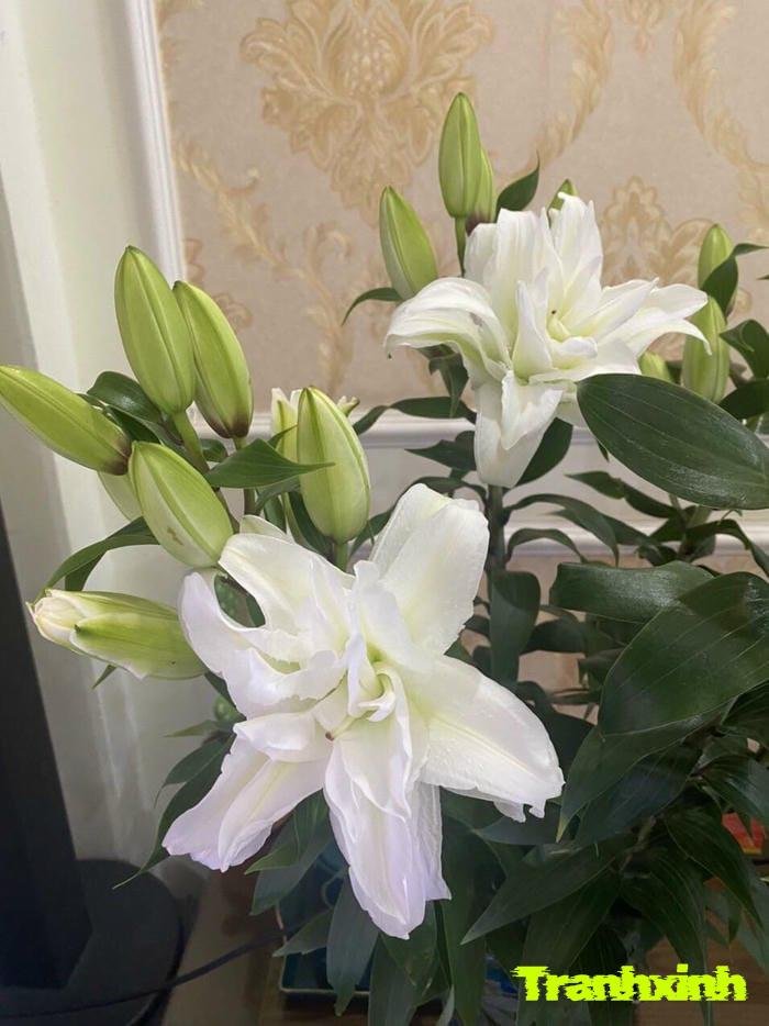 ảnh hoa ly tinh khôi